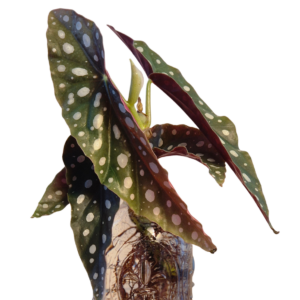 Begonia Maculata