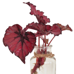 Begonia Rex Black Cherry