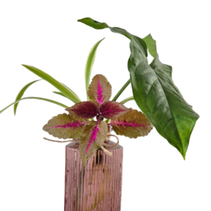 Bouquets hydroponiques