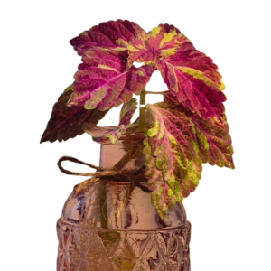Coleus Fairway Mosaic