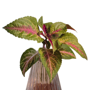 Coleus Rose Lime Magic