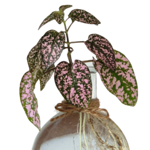 Hypoestes phyllostachya