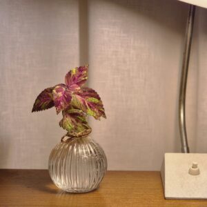 Coleus Fairway Mosaic
