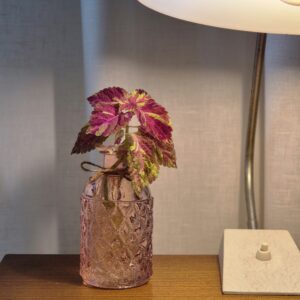 Coleus Fairway Mosaic