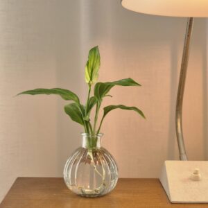 Peace Lily