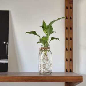 Peace Lily