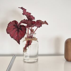Begonia Rex Black Cherry