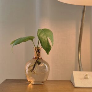 Mini Monstera