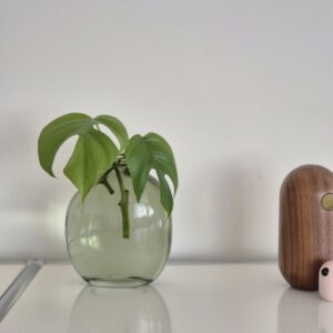 Mini Monstera