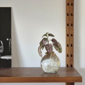 Hypoestes phyllostachya