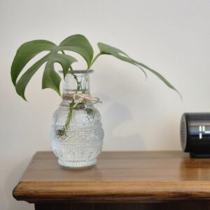 Mini Monstera