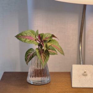 Coleus Rose Lime Magic