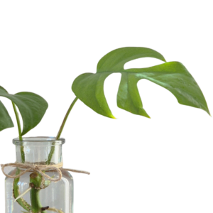 Rhaphidophora Tetrasperma