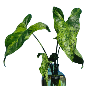 Syngonium Mojito