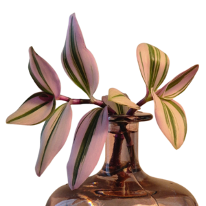Tradescantia Nanouk