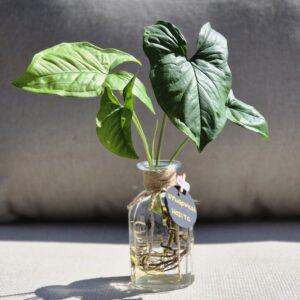 Syngonium Mojito