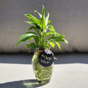 Peace Lily