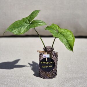 Syngonium Mojito