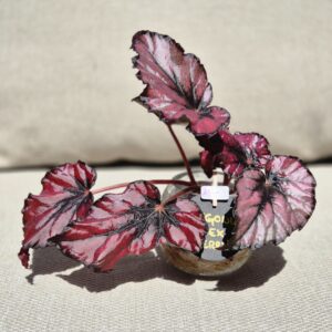 Begonia Rex Black Cherry