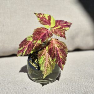 Coleus Fairway Mosaic