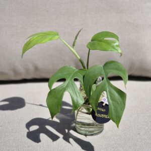 Mini Monstera