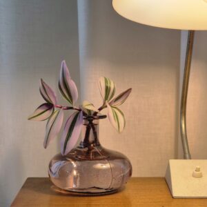 Tradescantia Nanouk
