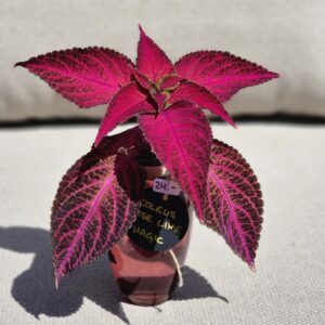 Coleus Rose Lime Magic