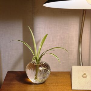 Spider Plant
