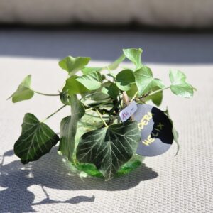 Hedera Helix