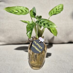 Calathea Leopardina