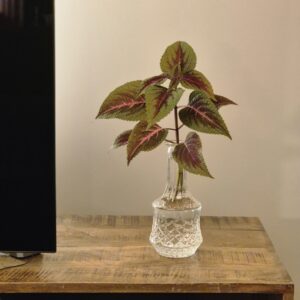 Coleus Rose Lime Magic