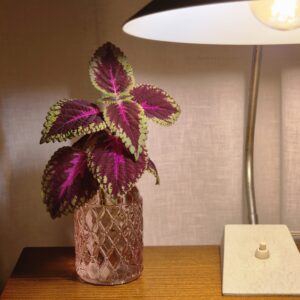 Coleus Blumei