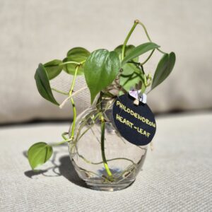 Philodendron Heartleaf