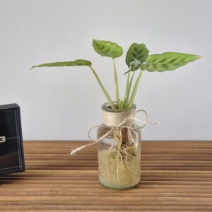 Calathea Leopardina