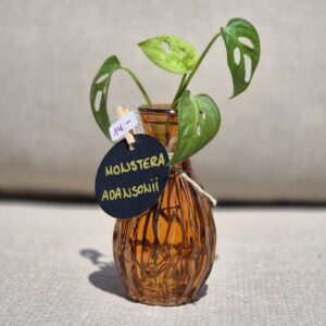 Monstera Adansonii