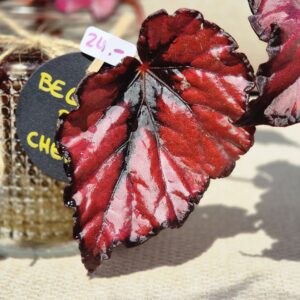 Begonia Rex Black Cherry