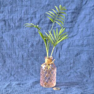 Chamaedorea Elegans