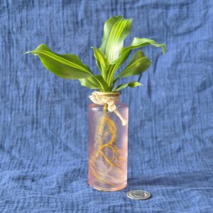 Yucca