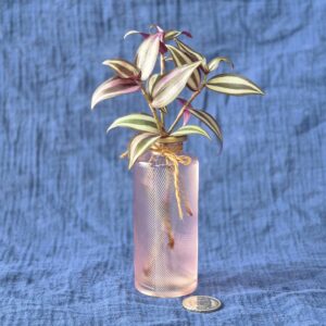 Tradescantia Zebrina