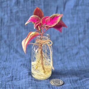 Coleus Rose Lime Magic