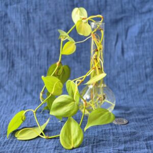 Philodendron Heartleaf