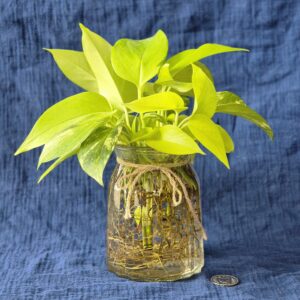 Pothos Neon et Golden