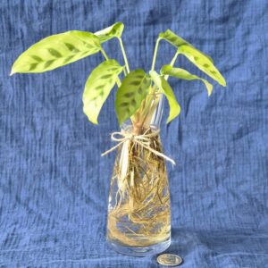 Calathea Leopardina